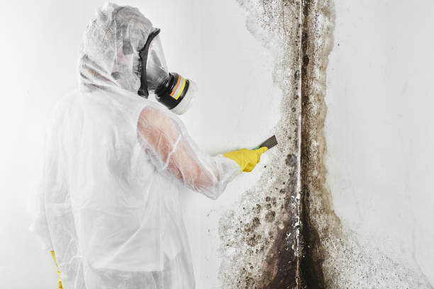 Best Residential Mold Remediation in Utica, NE