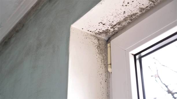 Best White Mold Remediation in Utica, NE