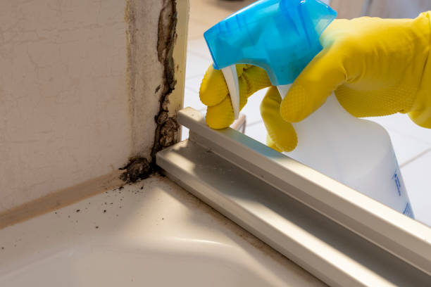 Best Mold Remediation for Specific Building Types in Utica, NE