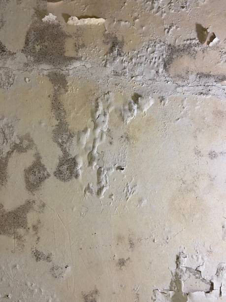 Best Localized Mold Remediation (e.g., coastal areas, humid climates) in Utica, NE