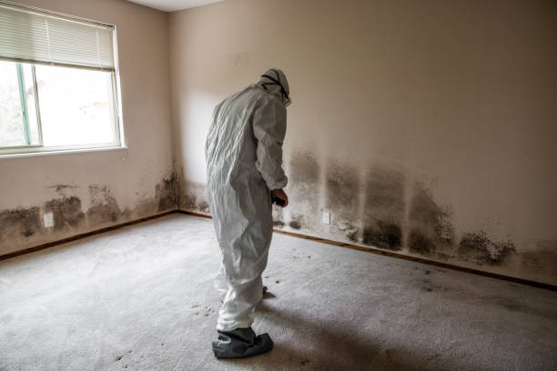 Best Post-Flood Mold Remediation in Utica, NE